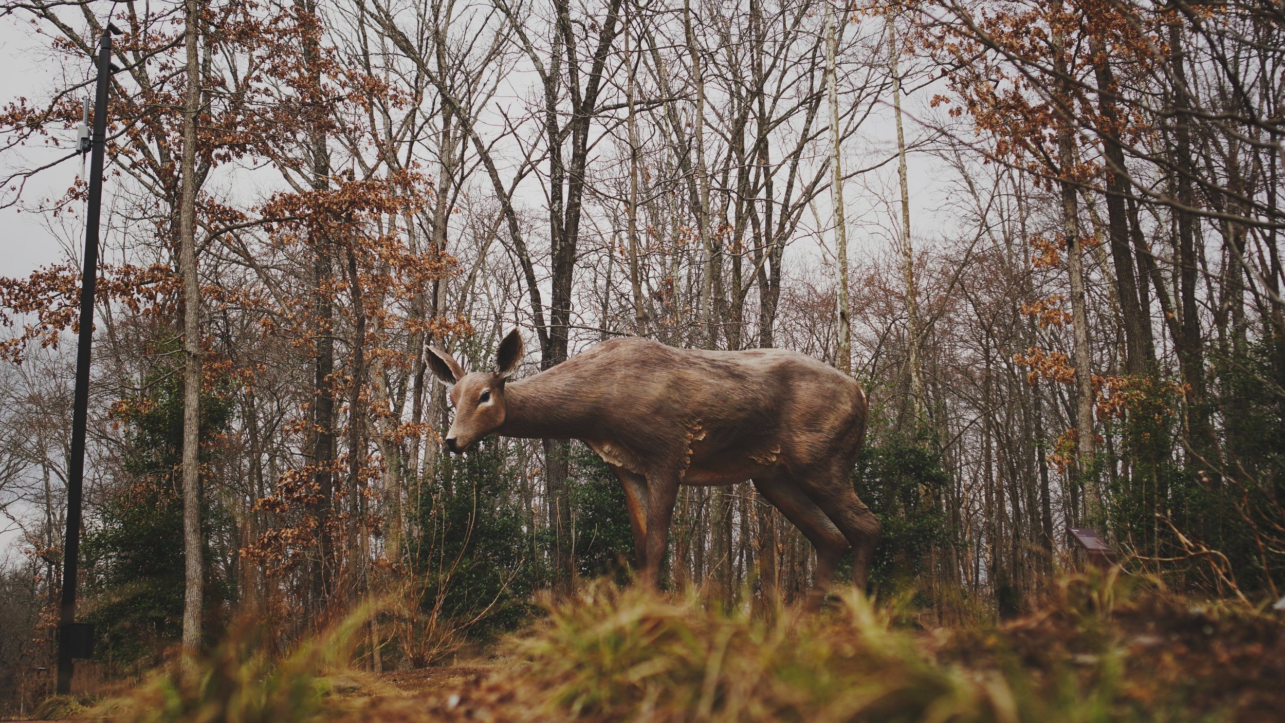   Deer at Crystal Bridges  in Bentonville, Arkansas (in Ward 1 of Bentonville) - Photo by  Brad  on  Unsplash  
